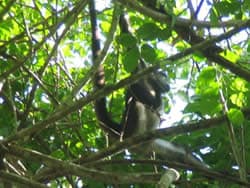 biosfera calakmul, selva campeche, 