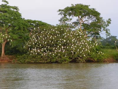 Palizada Campeche, Palizada