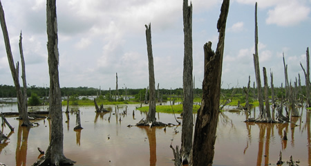 Petenes, Campeche