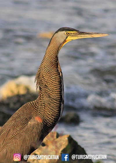 Mahahual, Costa Maya