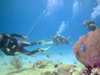 combo tour de buceo + barra libre, buceo cozumel