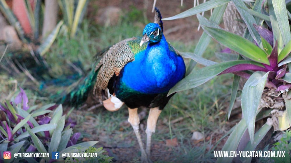 APvo Real en el Zoologico Animaya Animaya, Parque Animaya Mérida Yucatán
