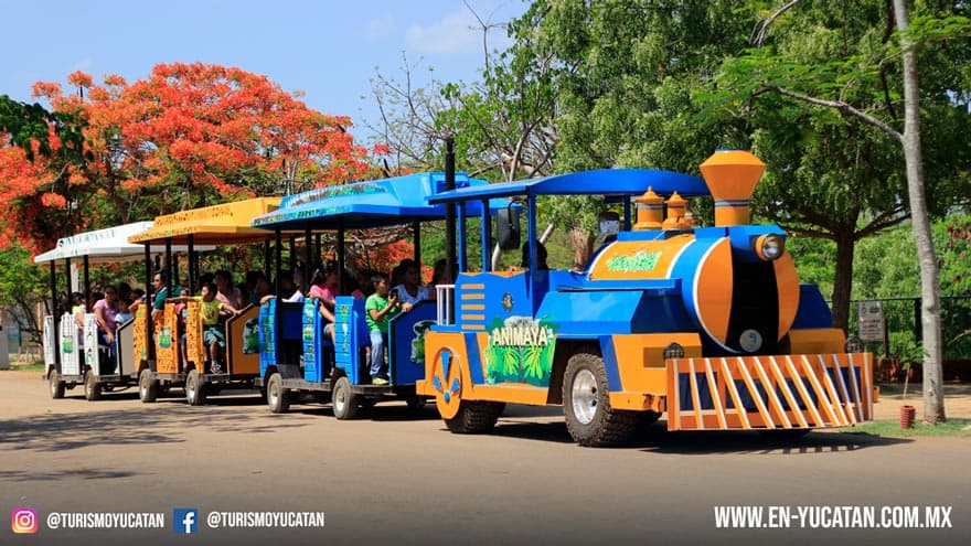 Trenecito en el Zoologico Animaya Animaya, Parque Animaya Mérida Yucatán