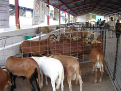 exposicion ganadera, xmatkuil, feria xmatkuil