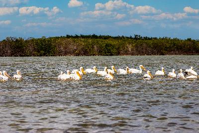 Fotos de Rio Lagartos, Yucatán