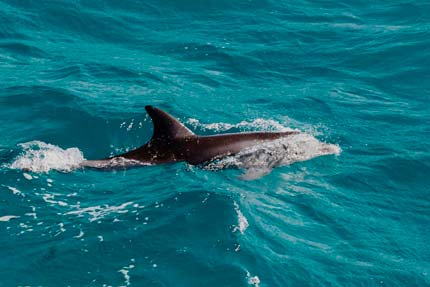 Tour Observación de Delfines
