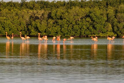 Tour en Lancha en Río Lagartos